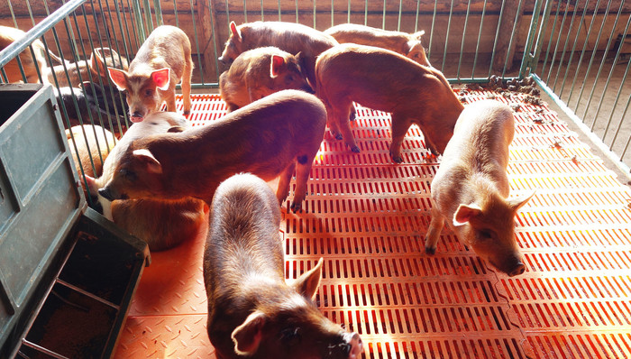 牧原股份,北上资金,生猪价格,期货