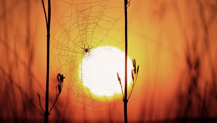 web,互联网,创业,科技,谷歌