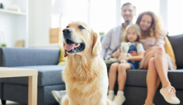 寵物智能硬件“龍虎斗”