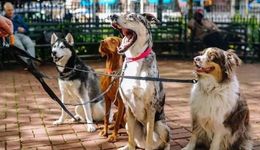 “狗德”培訓班的AB面