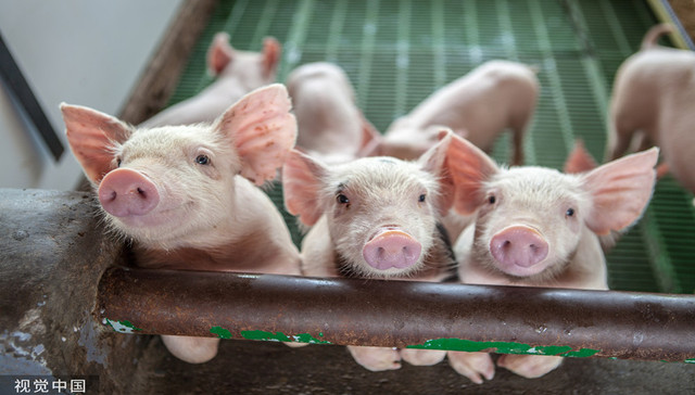 财说 | 拐点确认，股价底部翻倍！进入新周期的猪企盈利能持续多久？