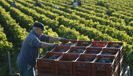 威龙股份抛售澳洲“高产”葡萄园，两大股东接连减持“跑路”