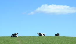 认养一头牛冲击A股上市，为奶养牛是不是智商税？