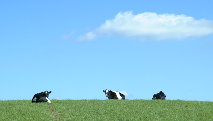 认养一头牛,网红品牌,营销