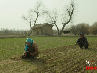 个人意见 | 《隐入尘烟》：这种生命体验与土地血脉相连