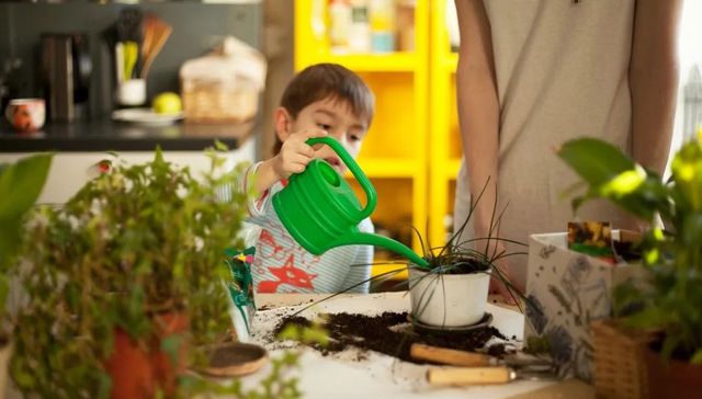 园艺,植物,生活方式,行业观察
