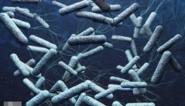 武漢大學出現(xiàn)1例霍亂病例：患者癥狀已消失，未發(fā)現(xiàn)新增病例