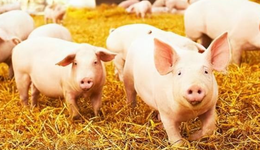 “猪价”持续反弹，新一轮猪周期行情已至？