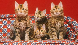 從Gucci貓窩到Celine的狗糧碗，奢侈品牌為什么終于還是對(duì)阿貓阿狗下手了