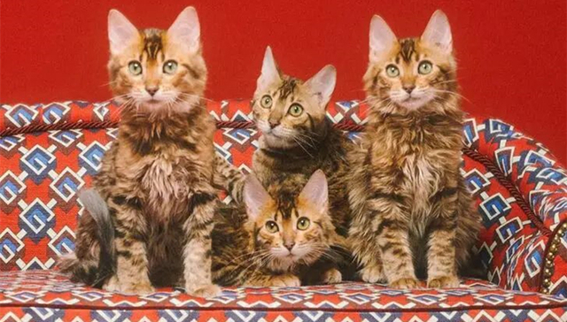 奢侈品牌,宠物经济,宠物用品