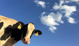 “认养一头牛”到底是不是智商税？