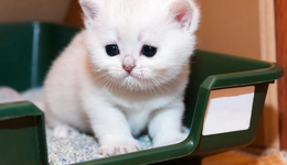 從喂食機到貓砂盆，寵物智能硬件讓鏟屎官“真香”了嗎？