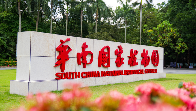 把枸杞变成水果生吃？华南国家植物园接下来会做这几件事