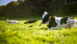 困在流量里的认养一头牛，要靠上市输血了？