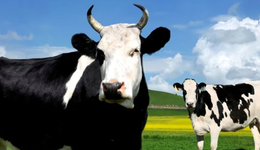 认养一头牛冲A背后，新增长曲线难立