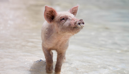 “猪王”牧原股份也顶不住了？