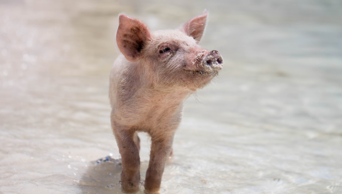 猪周期,生猪养殖,牧原股份