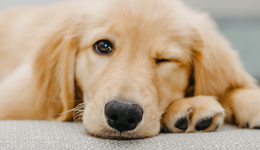 貓鍋、冰墊賣到三位數，寵物解暑用品為何賣爆了？