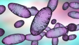 寧夏確診1例鼠疫病例：為今年全國首例，已啟動四級應急響應