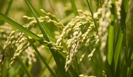 直通部委 | 農(nóng)業(yè)農(nóng)村部：確保全年糧食產(chǎn)量超1.3萬億斤 最高檢：上半年批捕嫌疑人同比下降51.2%