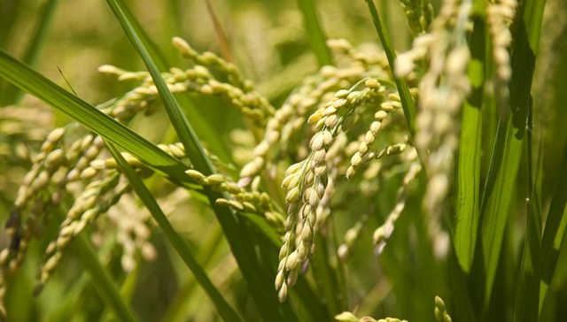 直通部委 | 农业农村部：确保全年粮食产量超1.3万亿斤 最高检：上半年批捕嫌疑人同比下降51.2%