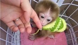 蛇、蜥蜴、鱷魚...“神奇動(dòng)物”進(jìn)家門，異寵霸屏是好是壞？