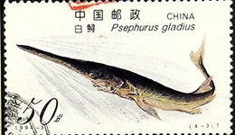 【专访】白鲟灭绝论文作者危起伟：保护陆生生物已成共识，但对水生生物的联想却总是食物