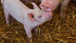 正邦科技，養(yǎng)殖戶喊你回去喂豬