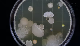 活的益生菌、海洋發(fā)酵劑，新奇的微生態(tài)概念原料上線