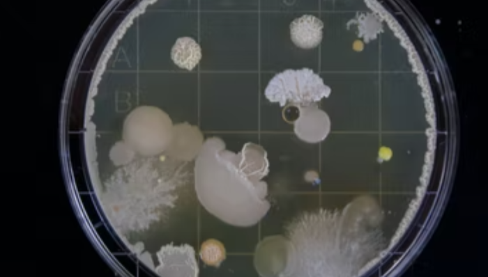 化妆品原料,产品创新,微生物