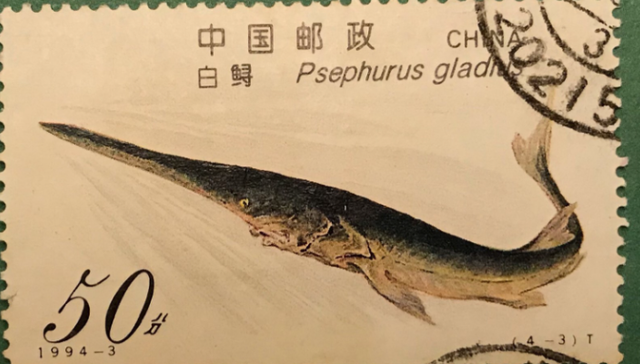 Today paddlefish, tomorrow sturgeon: what hope for China’s big fish?
