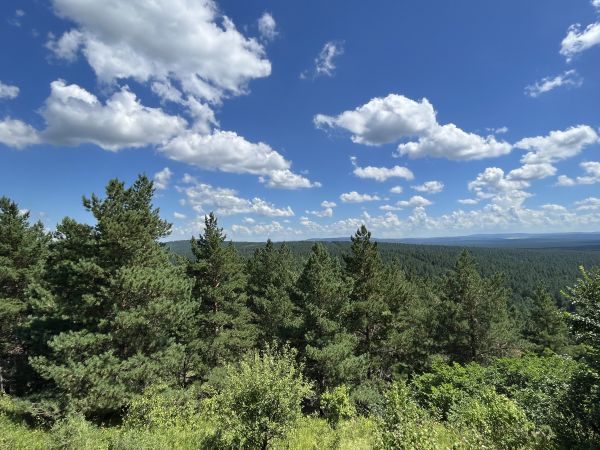 红花尔基樟子松配图2(1)