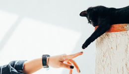 寵物賽道，上市潮起