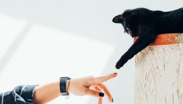 电商,宠物品牌,上市潮