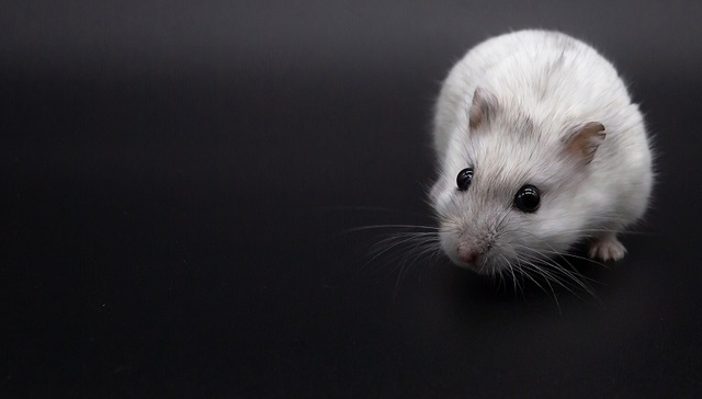 不止实验猴吃香，国产实验小白鼠也卖到了北美