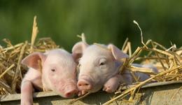 45亿！首富刘老板江湖救急，新希望稳了