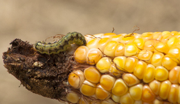 “糧食殺手”草地貪夜蛾北擴速度加快 ，已至唐山天津一帶