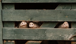 正邦科技暴雷始末