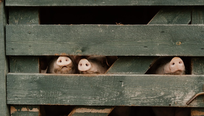 正邦科技,财报,投资,猪肉,亏损