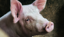 “养猪大户”正邦科技股价腰斩，400亿光伏故事能“救市”吗？