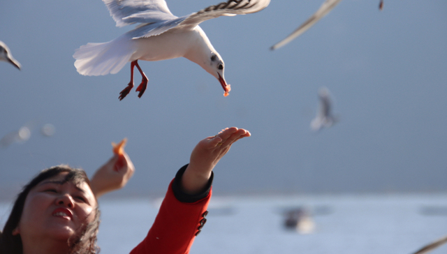 旅游产业,云南,大理,新冠肺炎,疫情防控