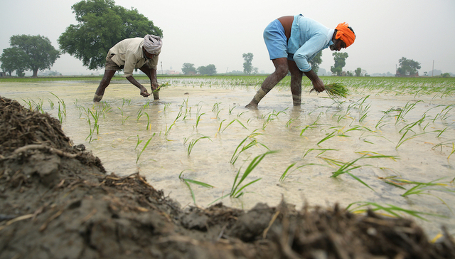印度,大米,粮食危机