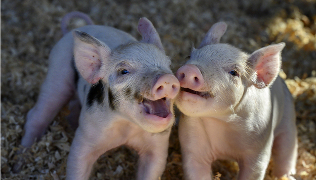 耶鲁大学研究发现，死亡动物的部分器官可恢复功能