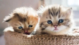 寵物電商第一股波奇突然暴漲58%，發(fā)生了什么？