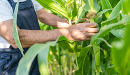 河南寧陵延長全域靜默時(shí)間，官方回應(yīng)農(nóng)民下地打藥被要求做檢討