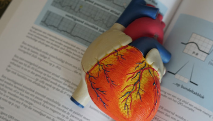 类器官,器官芯片,药物研发