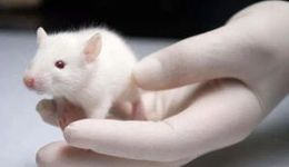 头顶“创新”光环，做小白鼠生意的百奥赛图前景如何？