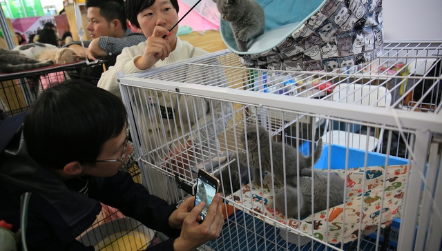 从人文地理学到强权心理学：段义孚如何看待人对宠物的支配？