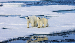 北極正以近四倍于其他地方的速度變暖，犯罪片《盜火線》出版小說(shuō)續(xù)作｜文化周報(bào)