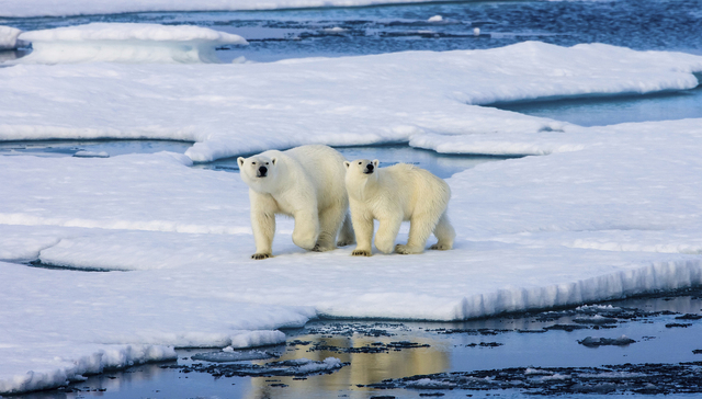 北极正以近四倍于其他地方的速度变暖，犯罪片《盗火线》出版小说续作｜文化周报